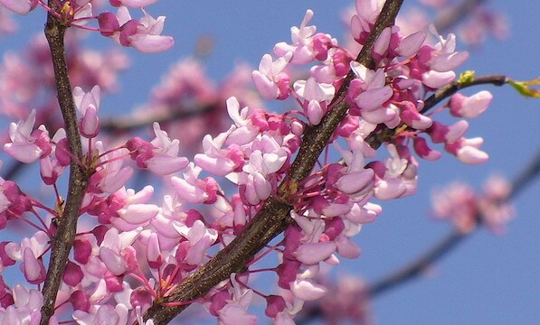 Career coaching blossoming