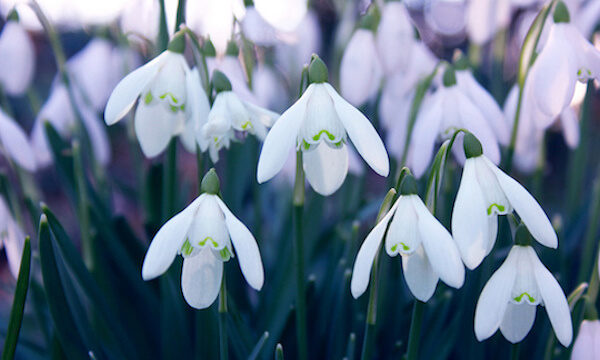 snowdrops