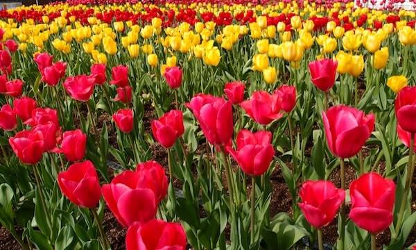 Tulips for Spring