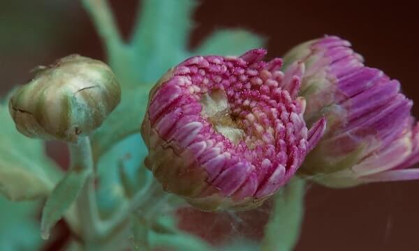 Resilience buds coming out