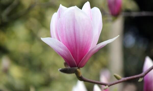 blossom
